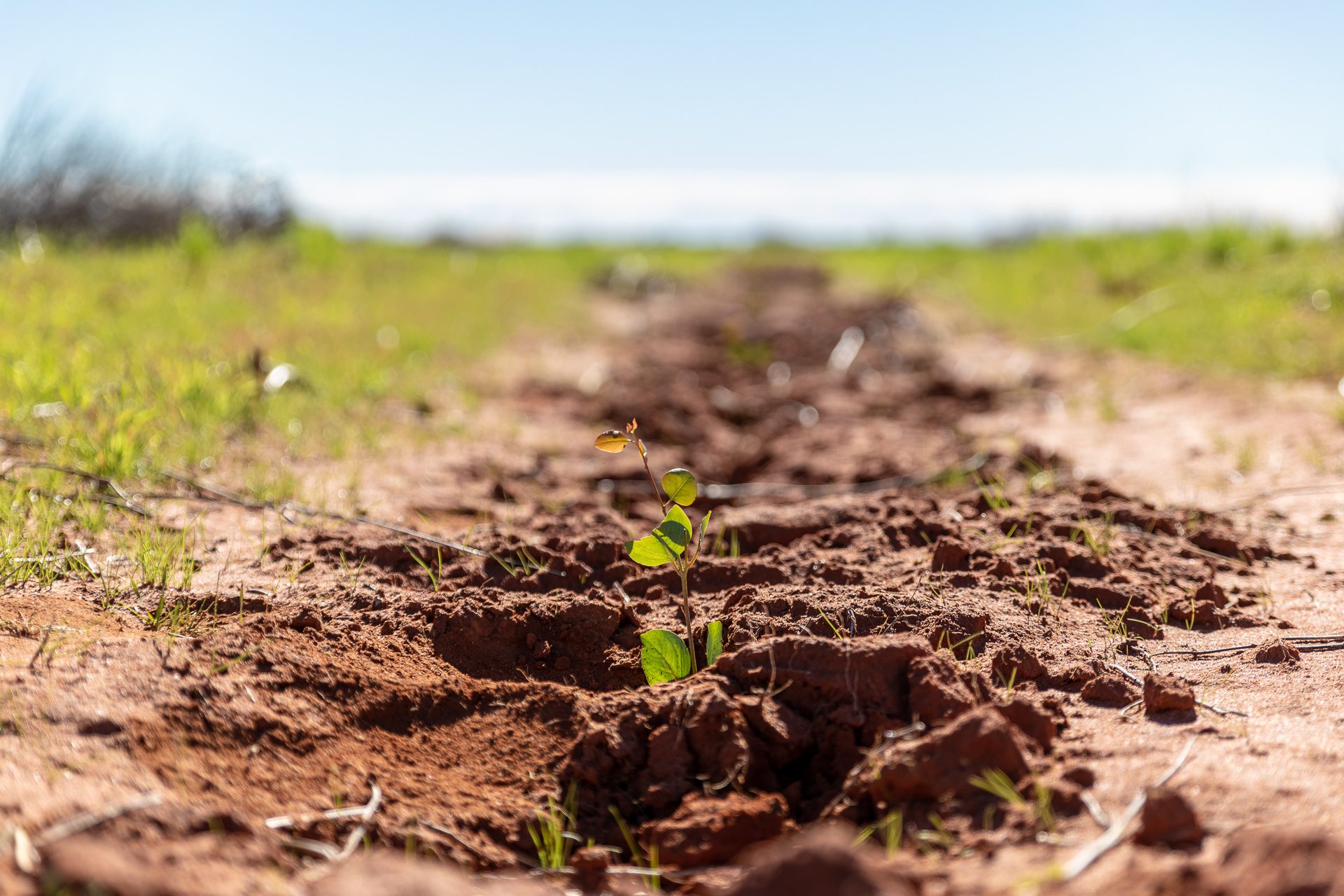 Carbon Positive Eurardy Plant growth