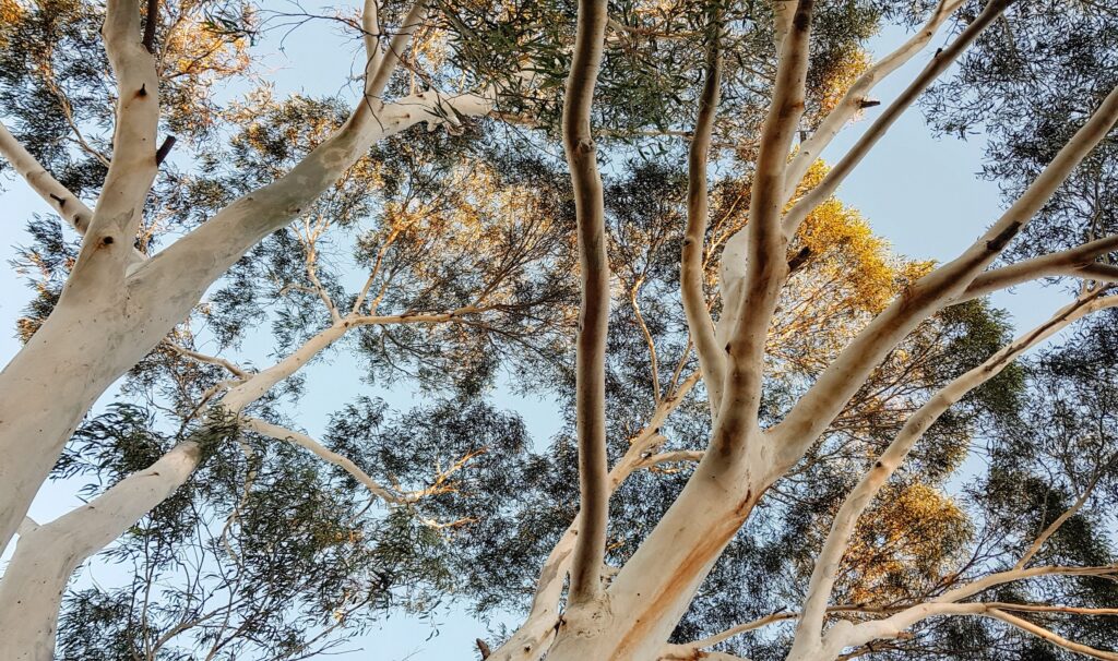looking up at trees