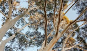 looking up at trees