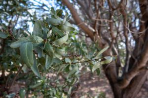 picture of a trees leaves