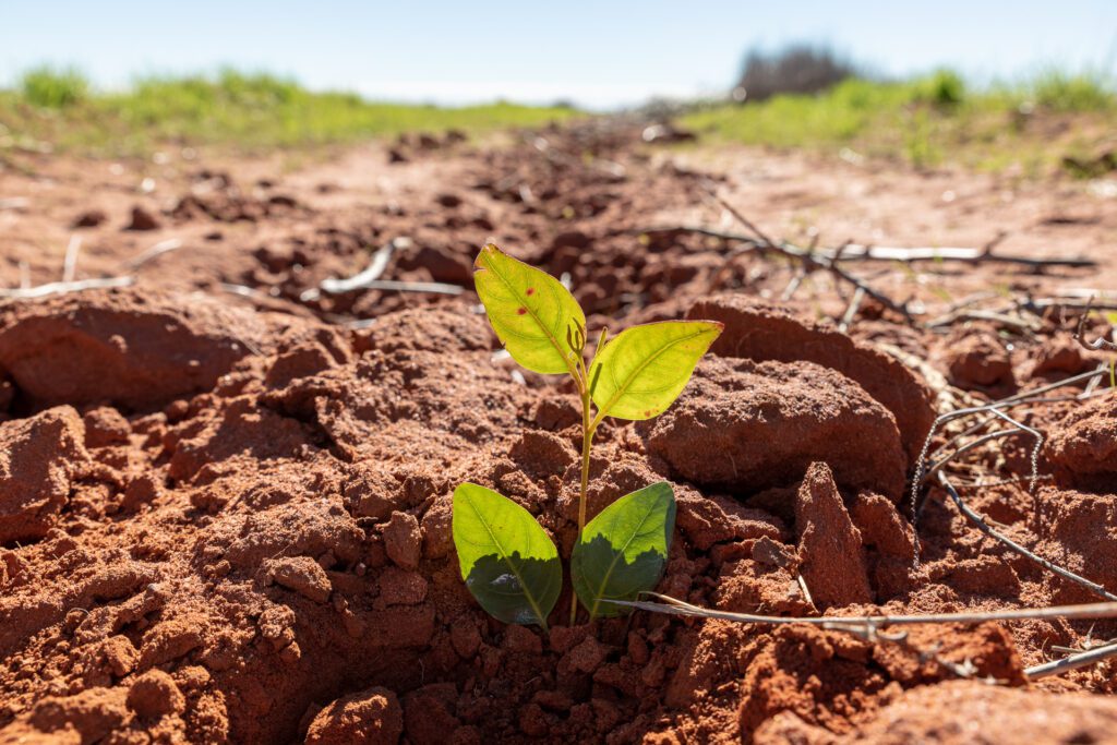 Eucalyptus seedling