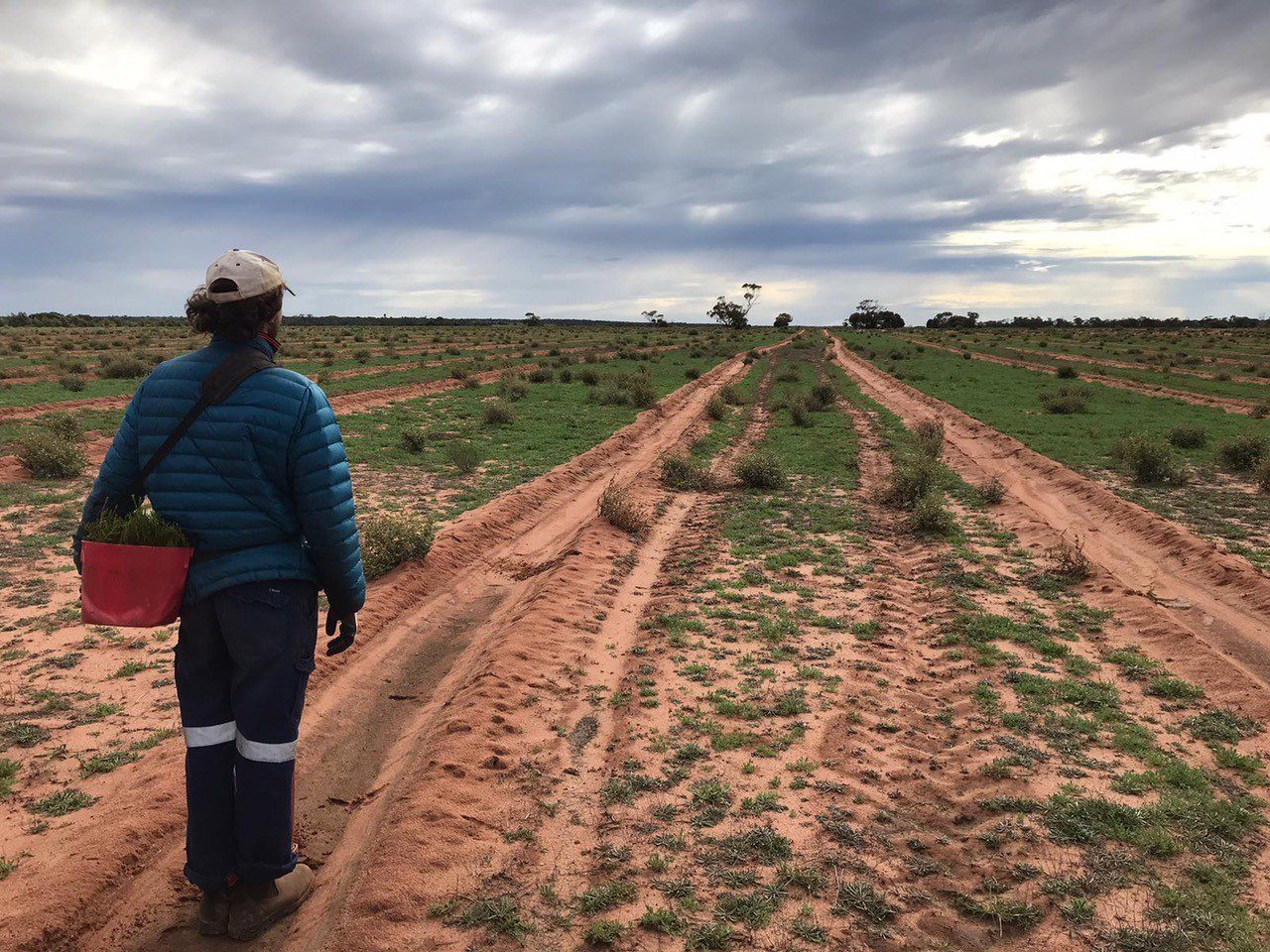 Man standing with his back to the camera, looking out on rows of planting.