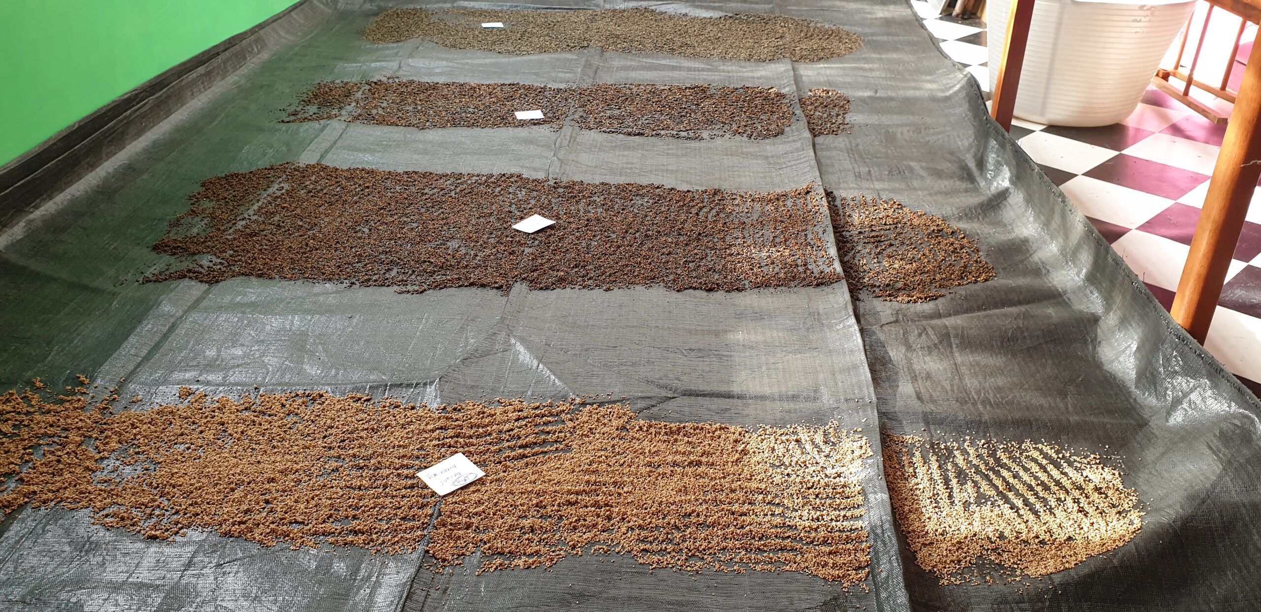 Four piles of seeds lined out over a black tarp, to be packed for delivery for restoration project