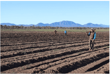 Man in brown vest holding mounding equipment working on land in preparation for seeding, overlooking mountains in the distance