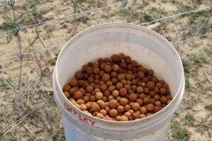 brookton_saltland_Rangers-Planting-Sandalwood-Seed-2