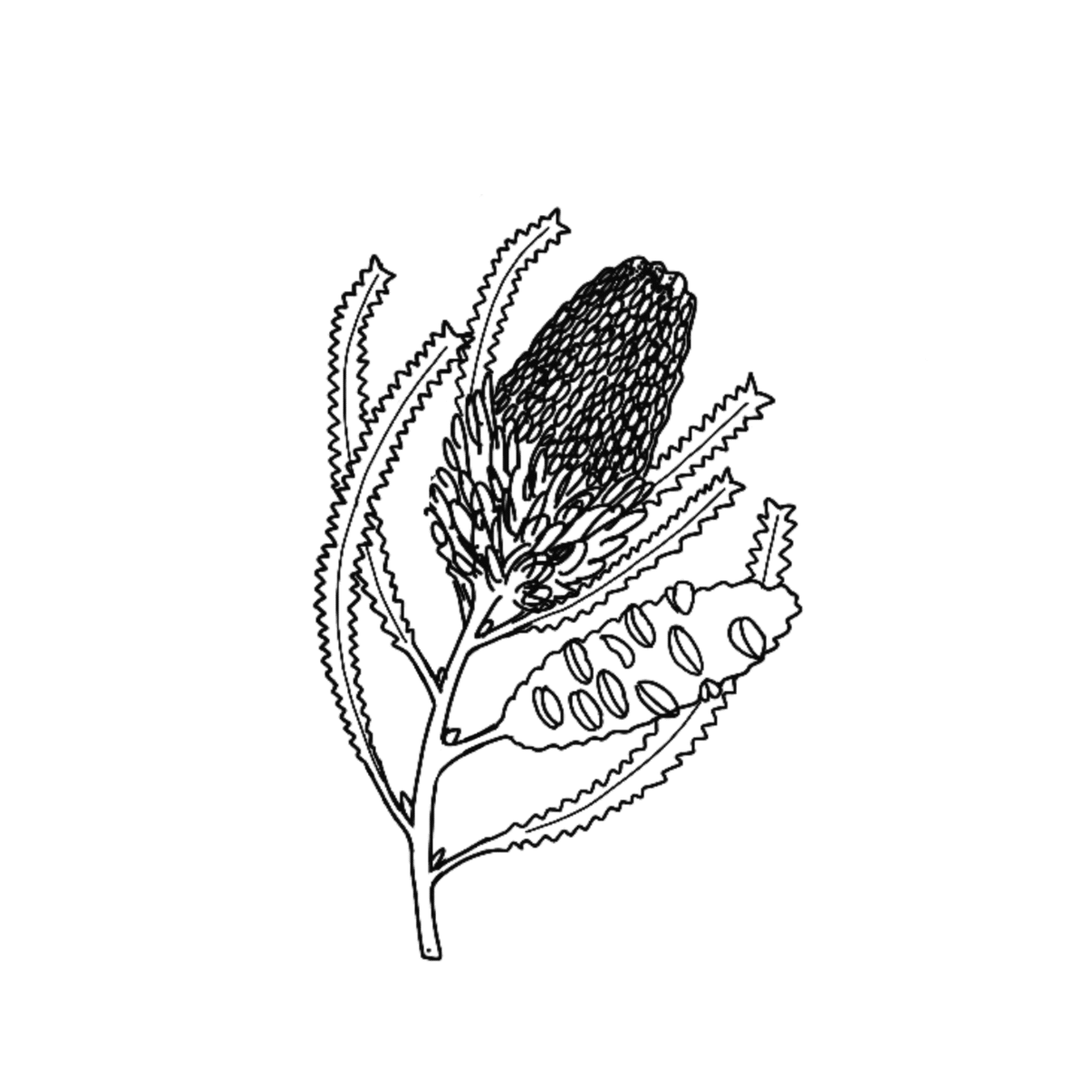 Banksia Illustration