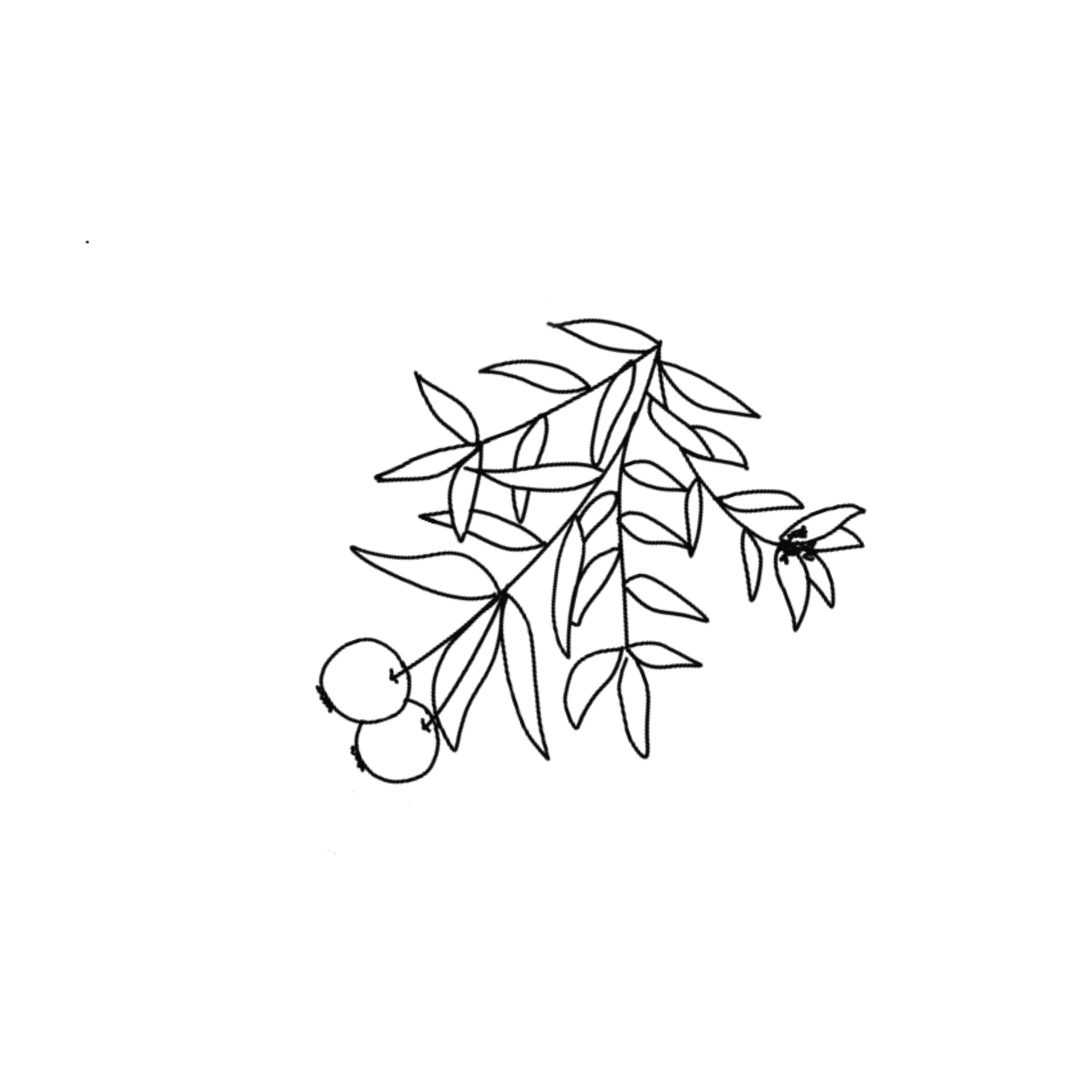 Sandalwood Illustration