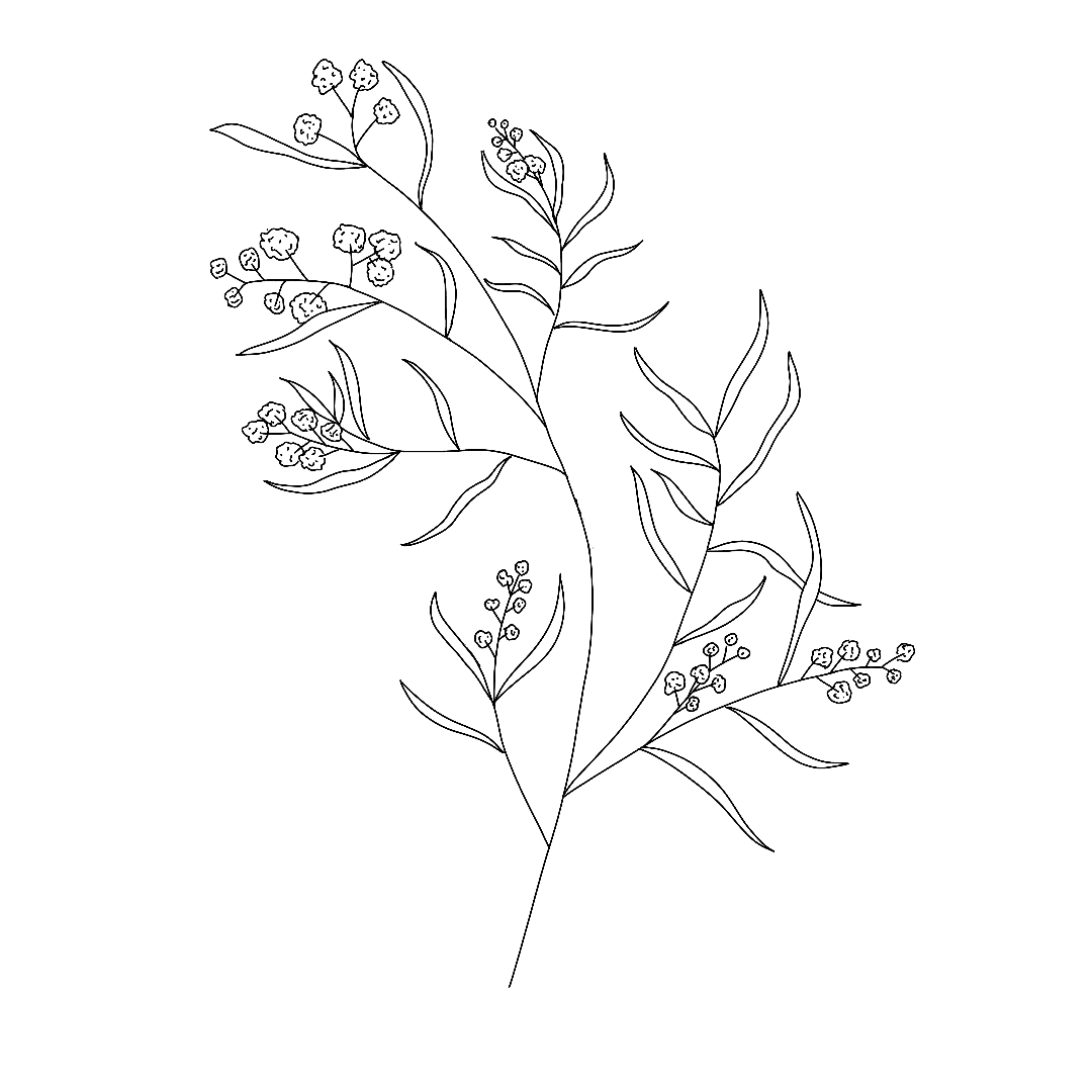 Acacia Illustration