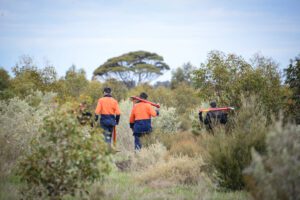 The back of three men walking into bushes
