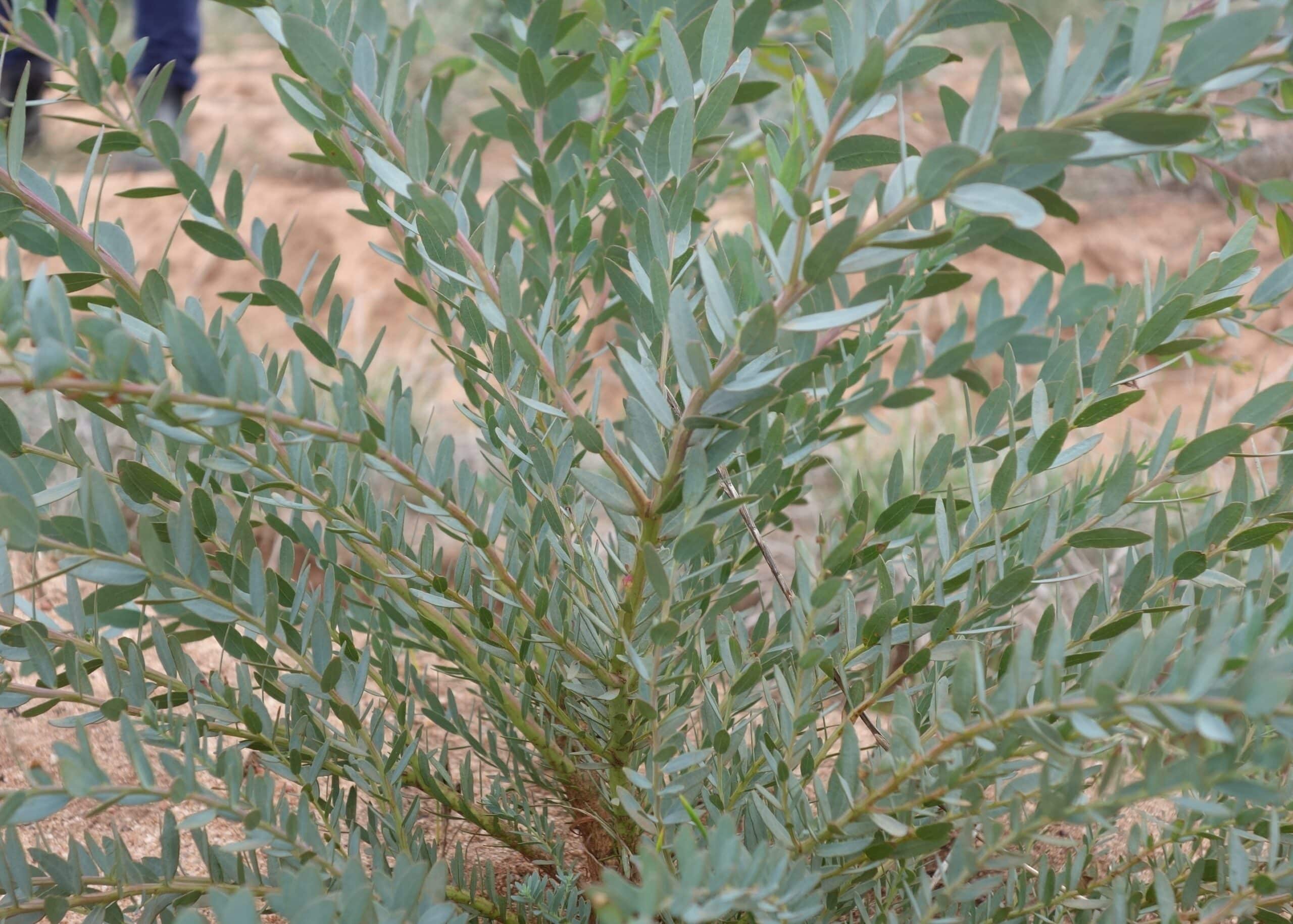 Close up of a healthy Acacia shrub