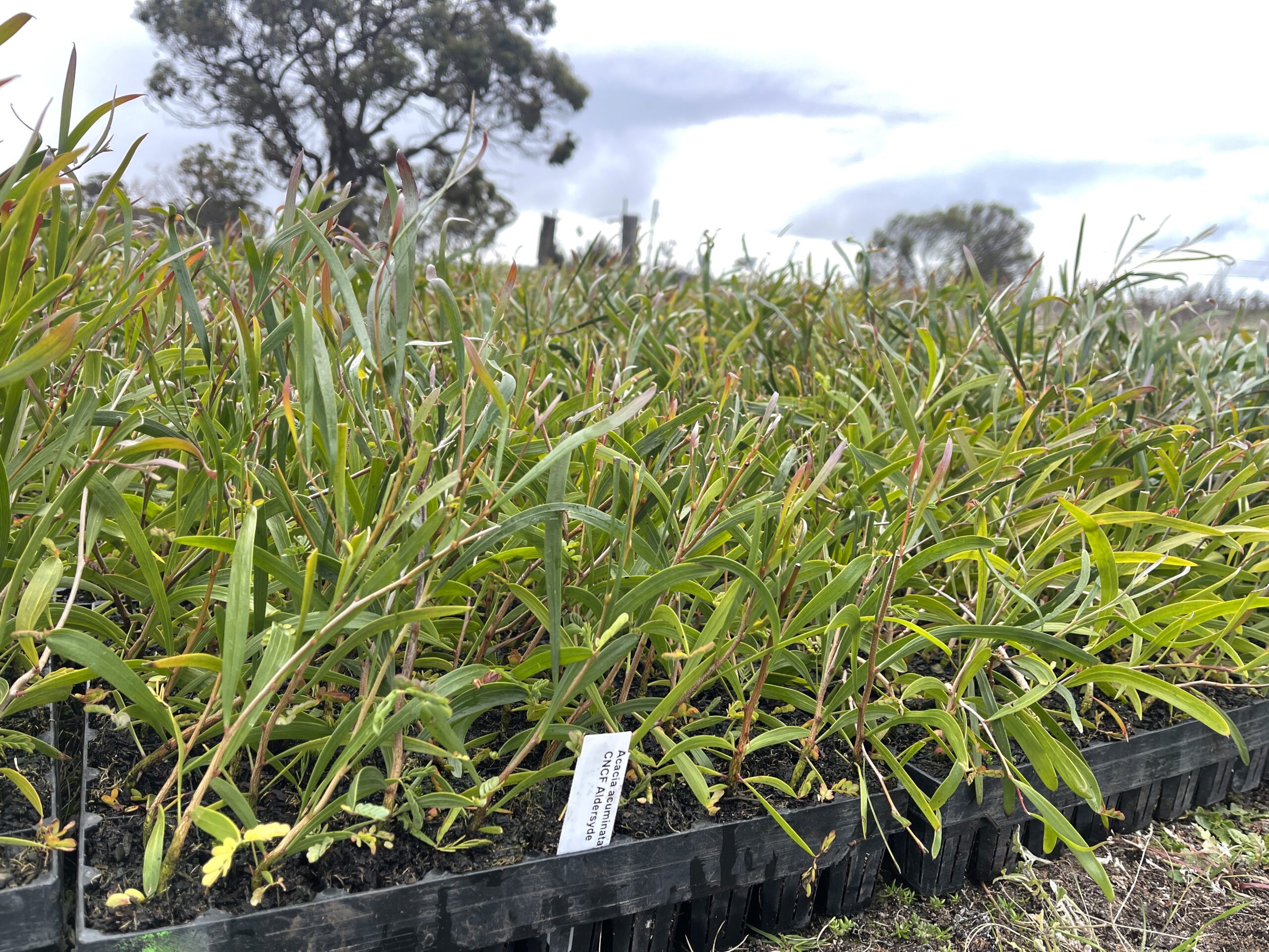 Close up photo of green seedlings in black plastic trays
