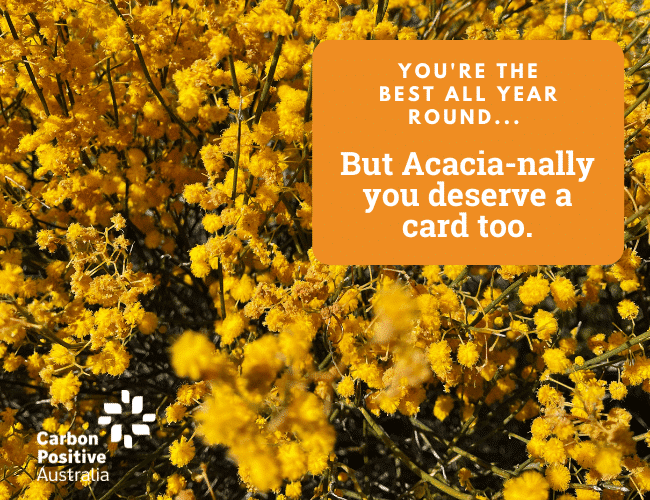 Acacia-nally