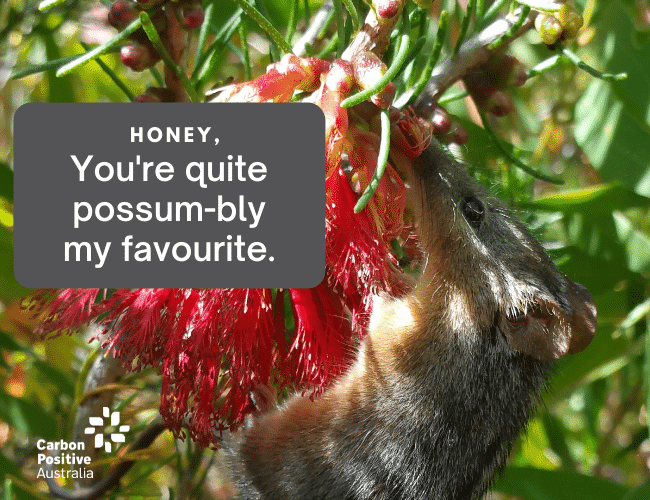 Quite_Possum-bly