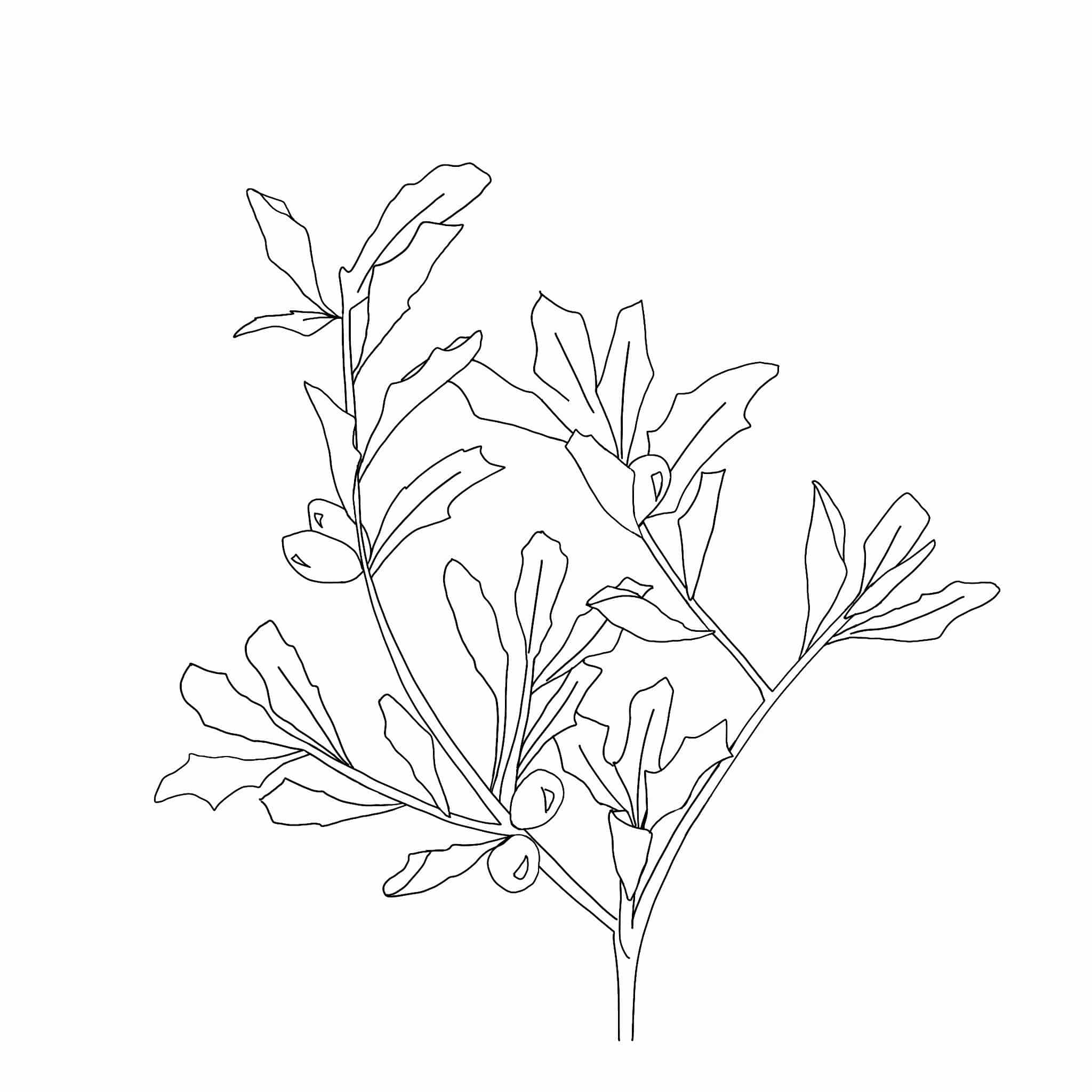 Atriplex Illustration
