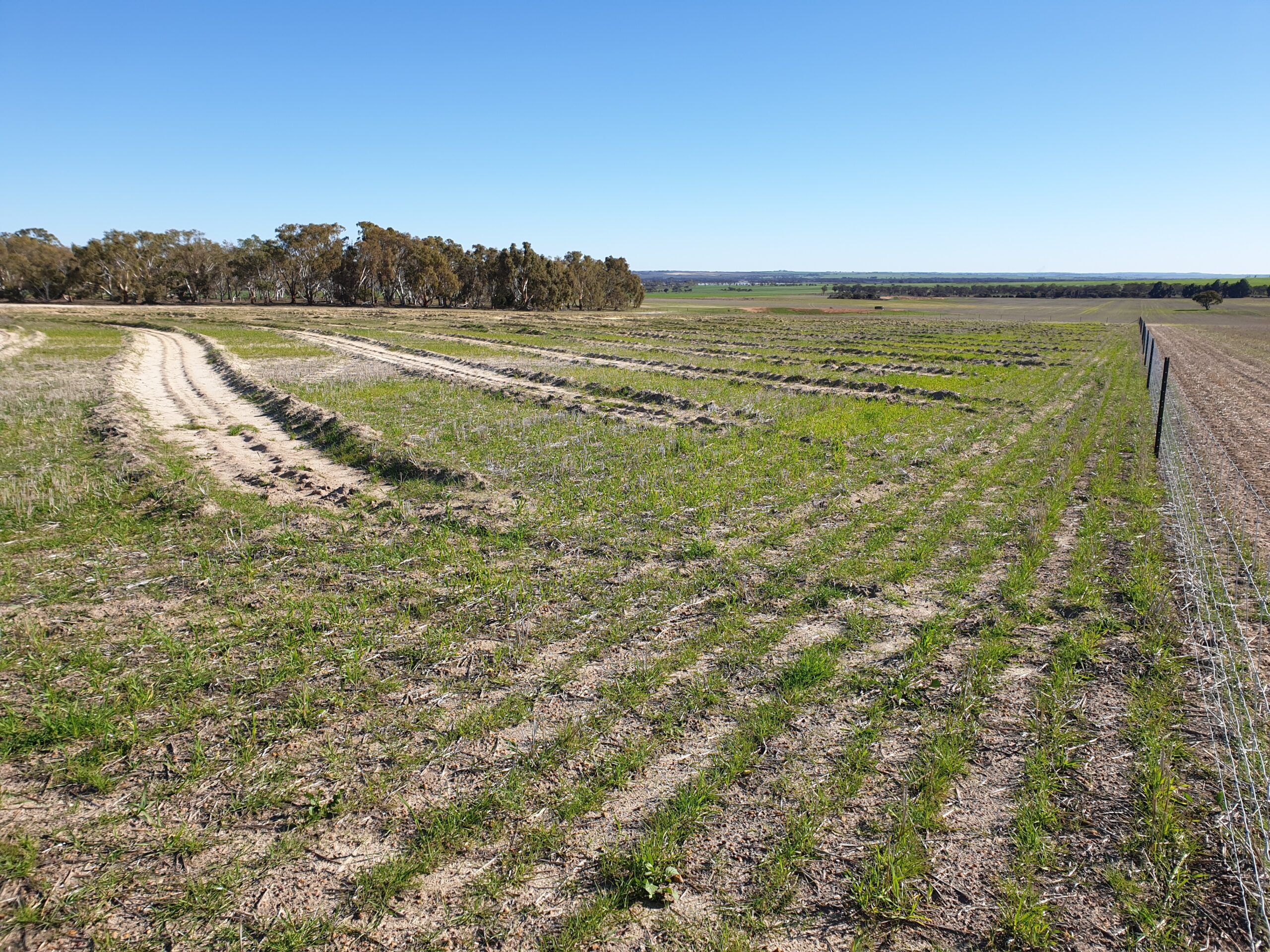 Paddock with short green grass and blue sky