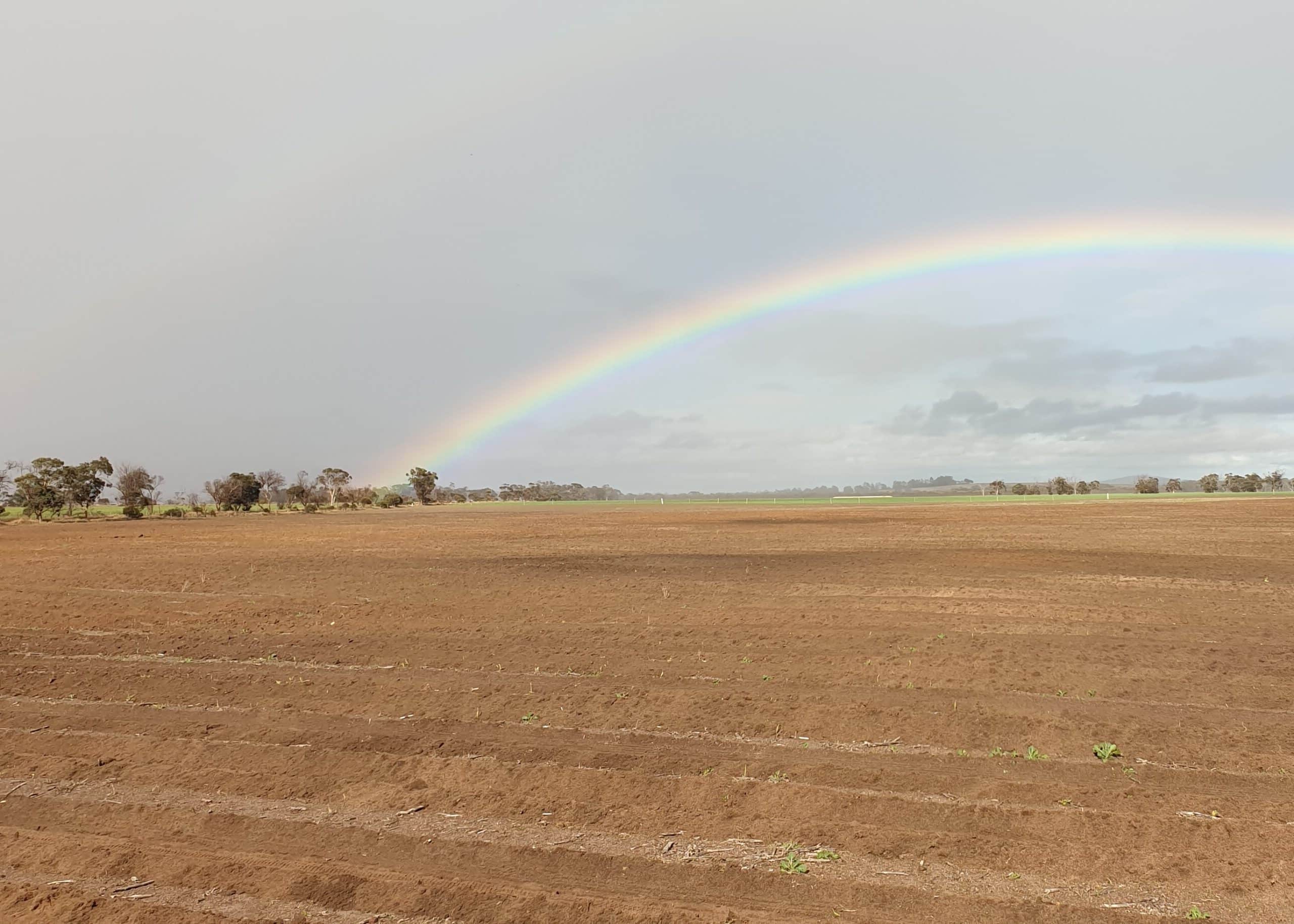 Paddock with lines ripped ready for planting. Rainbow in the background.