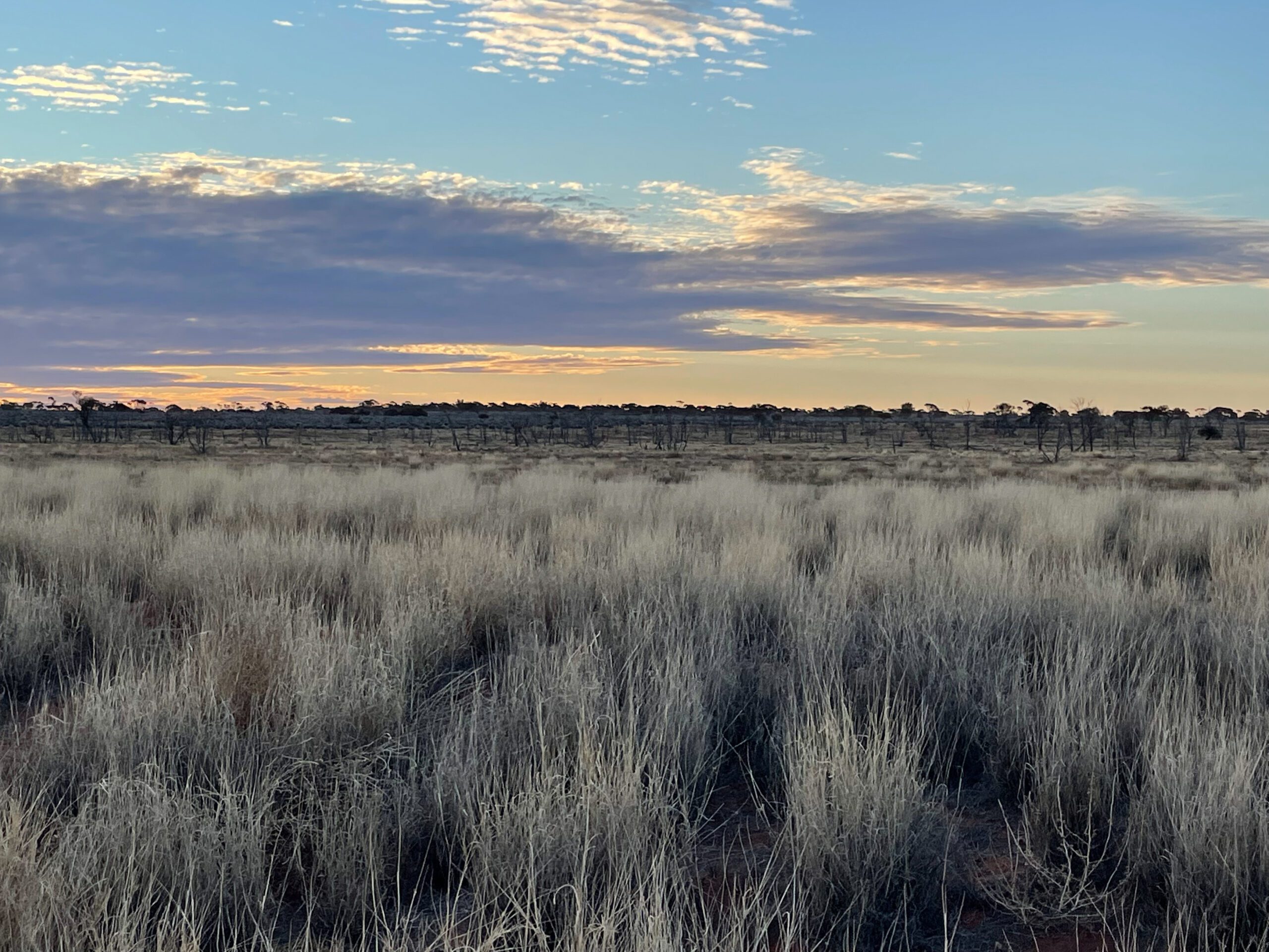 Paddock of tall grasses with sunsetting behind clouds