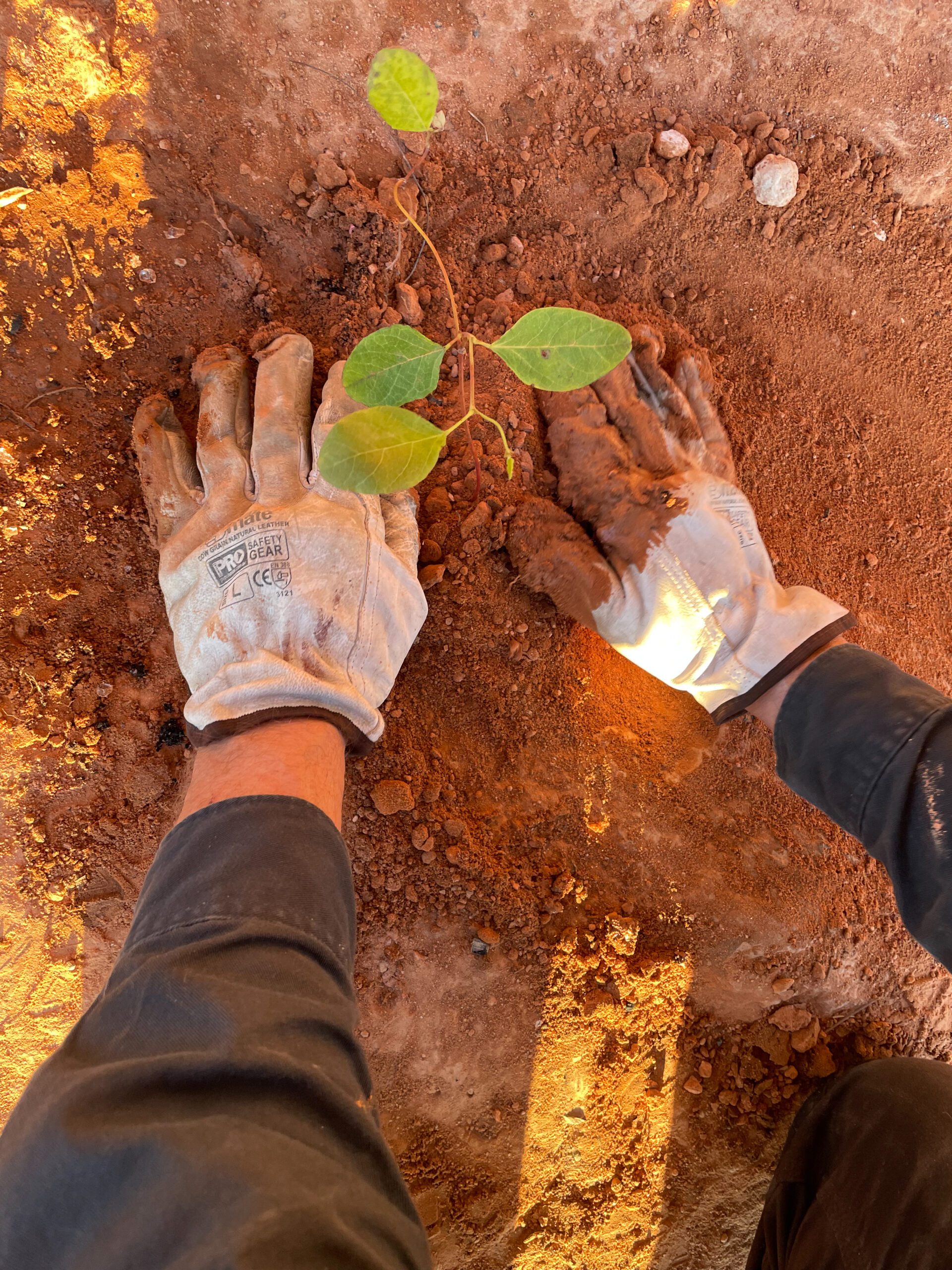 Two gloved hands around a planted green seedling