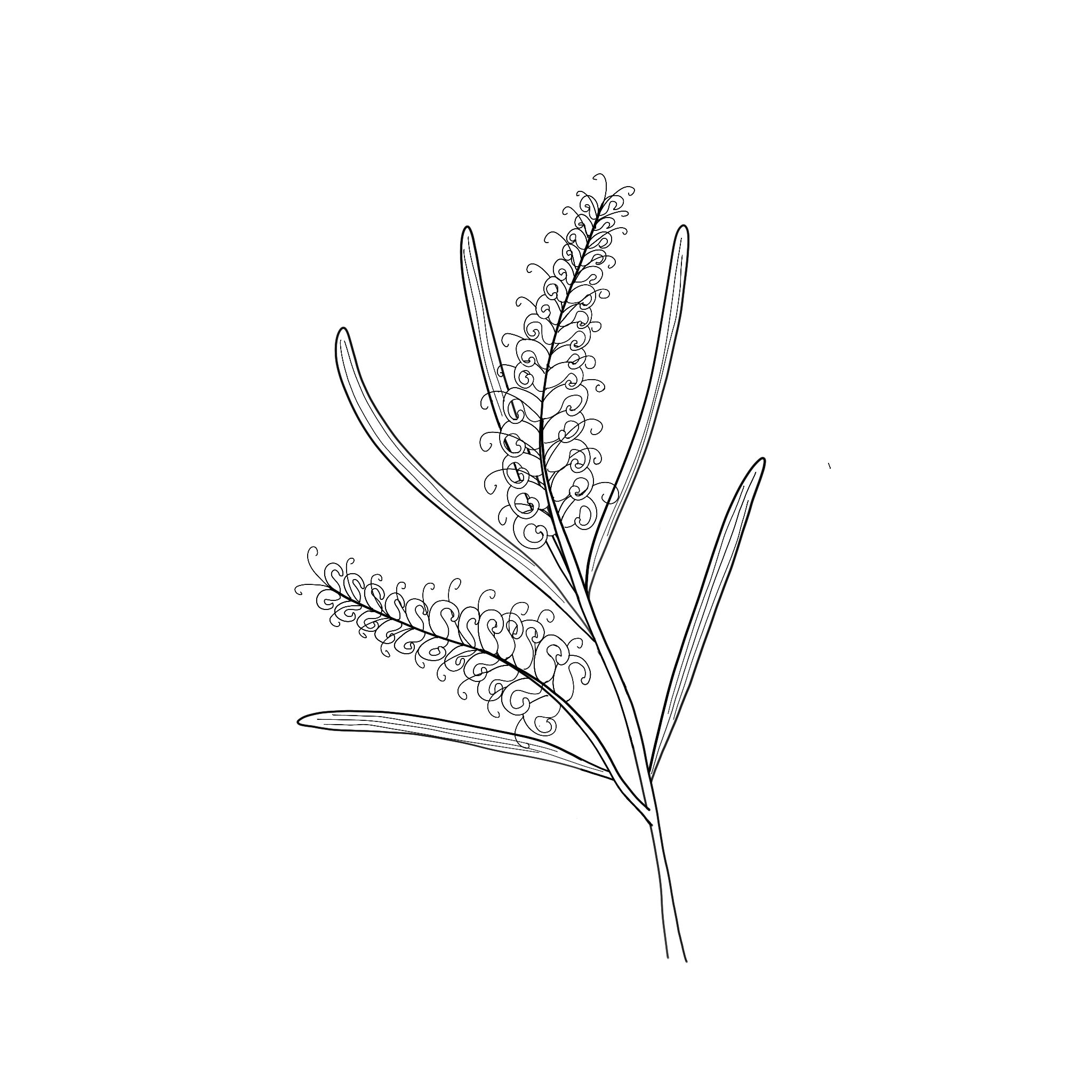 Illustration of a Hakea