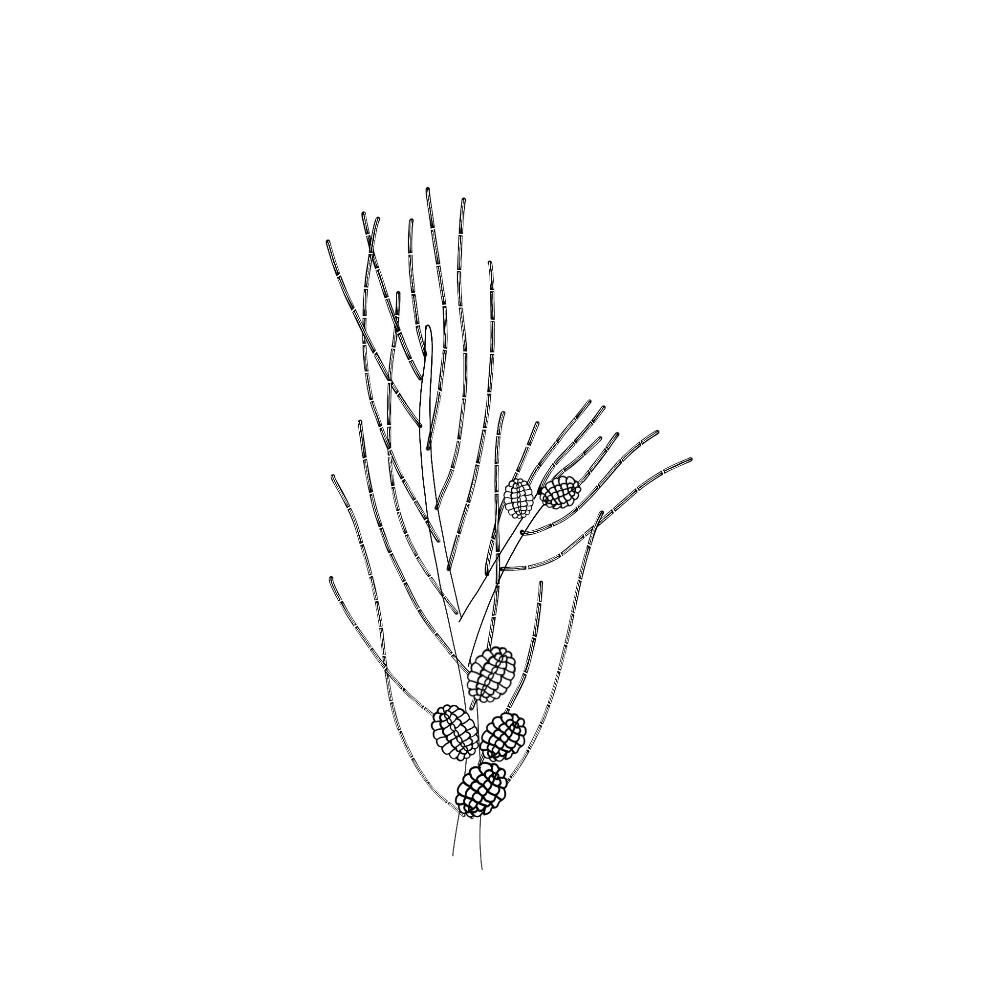 Illustration of an Allocasuarina