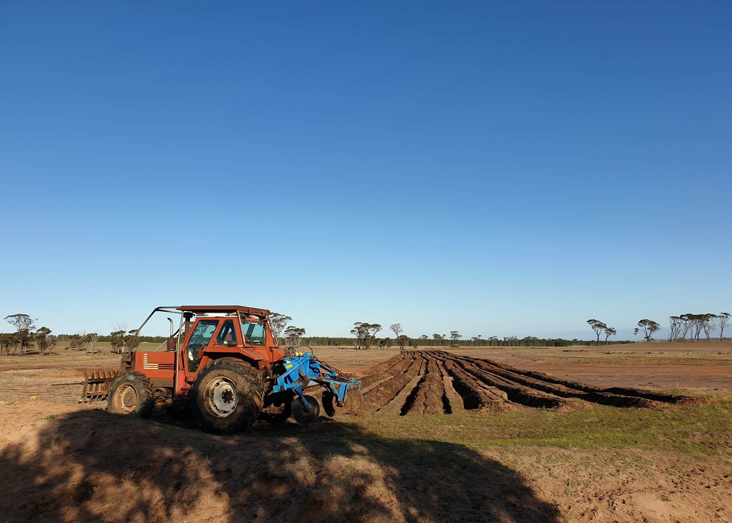 Tractor ripping rows for tree planting in a bare field