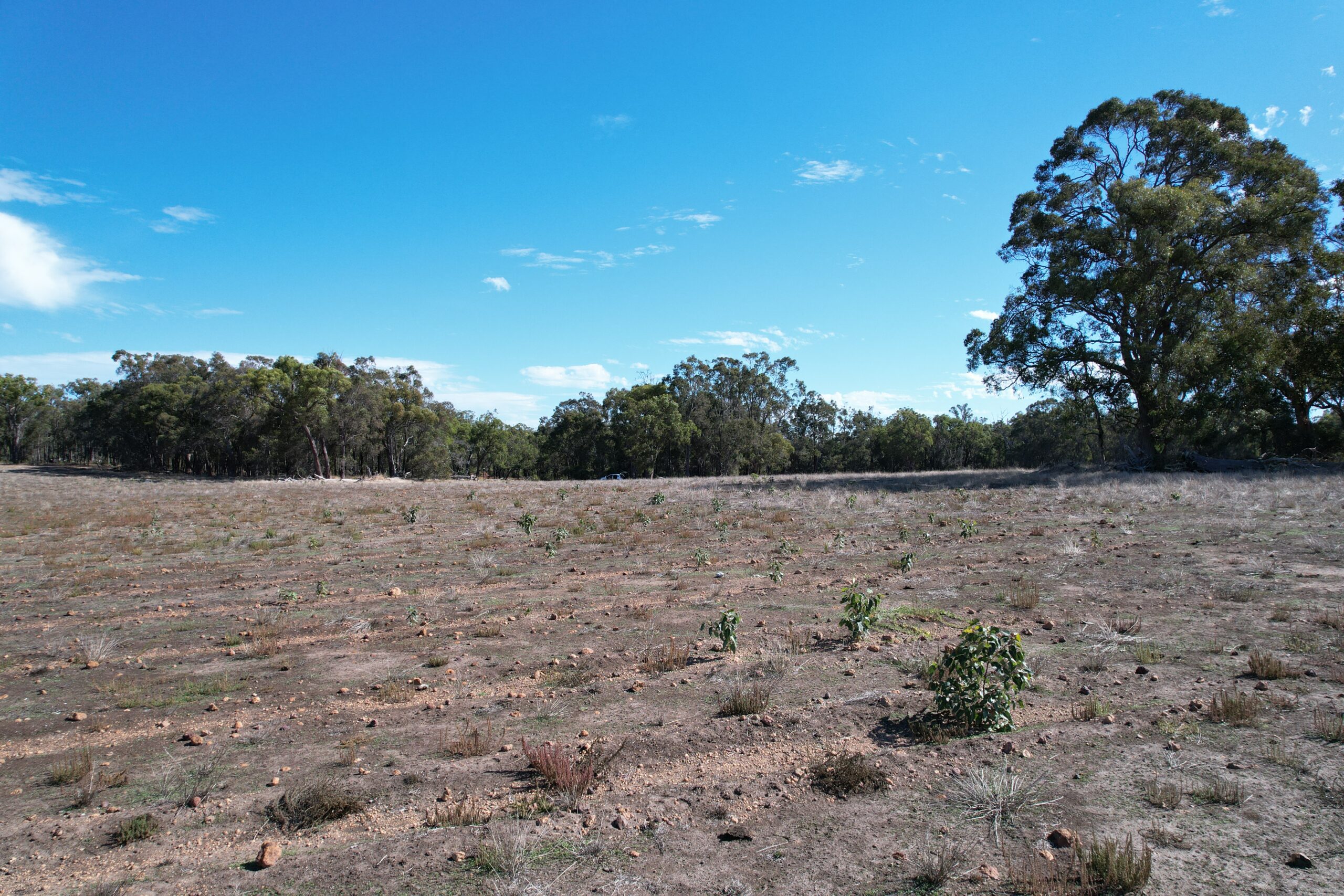 Paddock with emerging seedlings