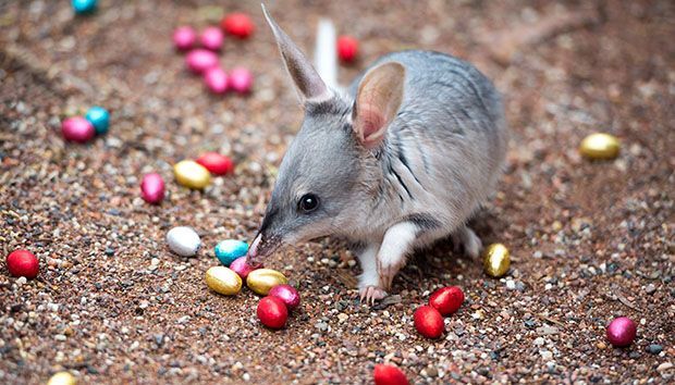 Easter Bilby