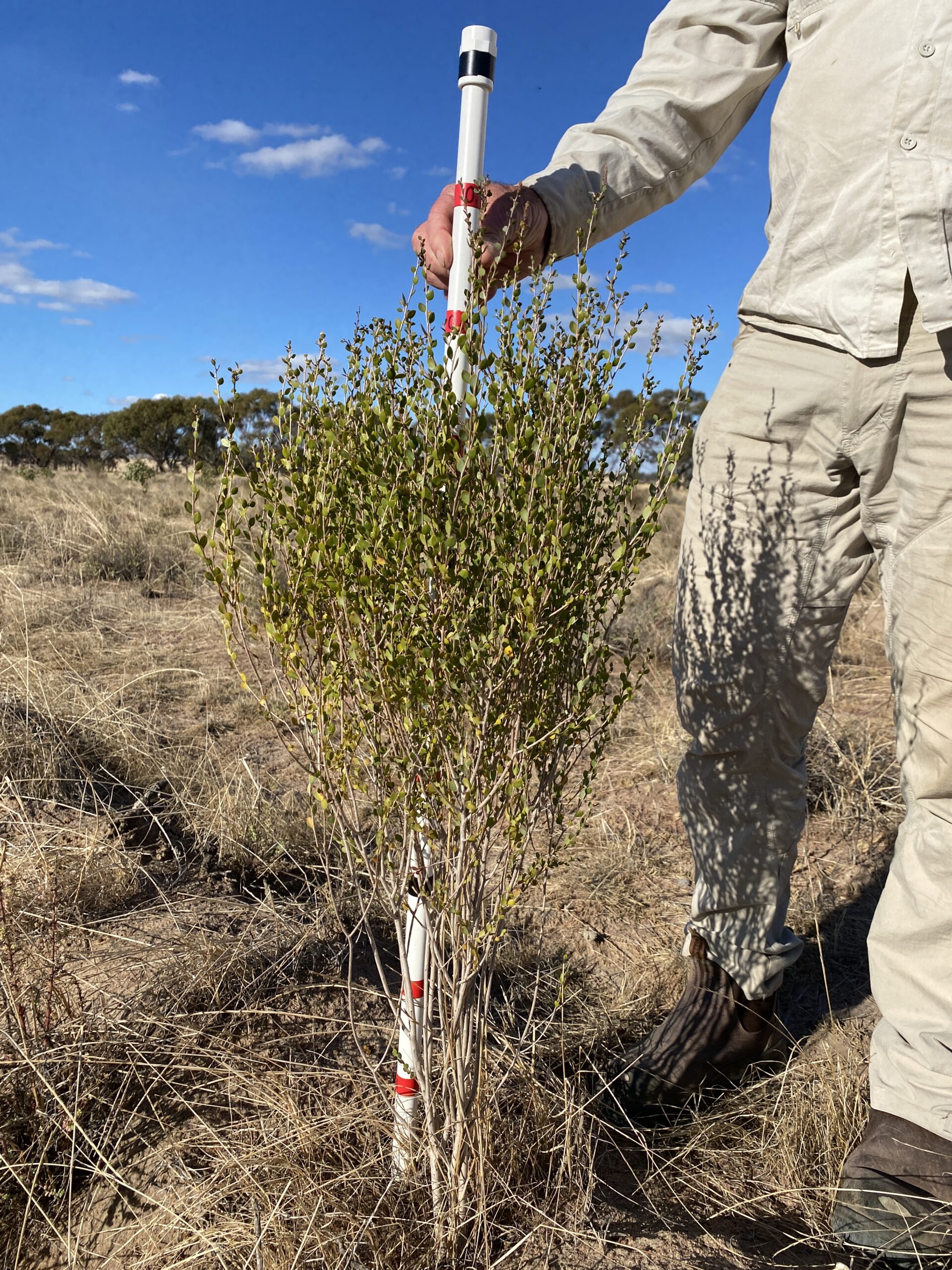 Shrub with white pole marker behind