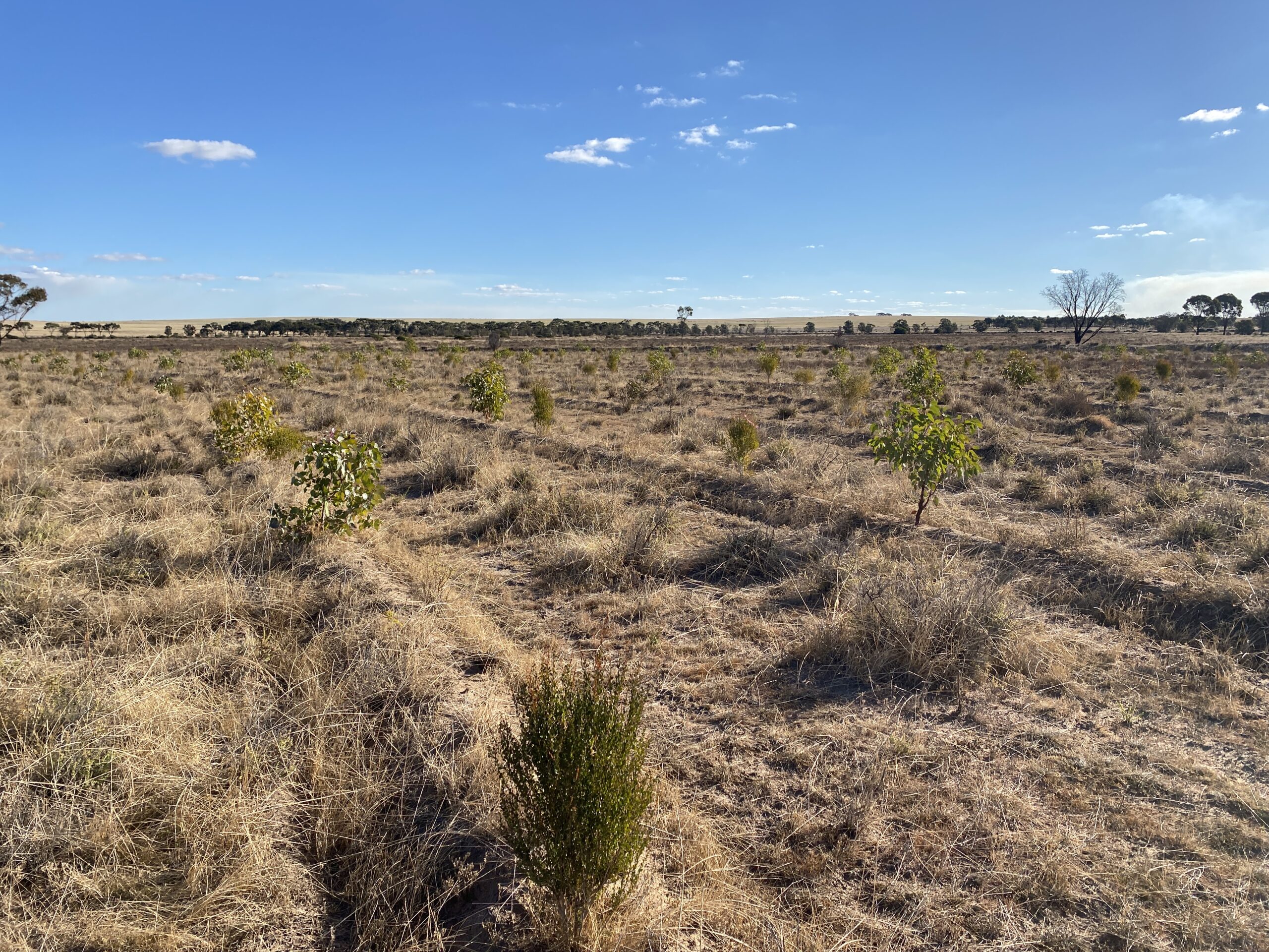 Planting rows across a paddock