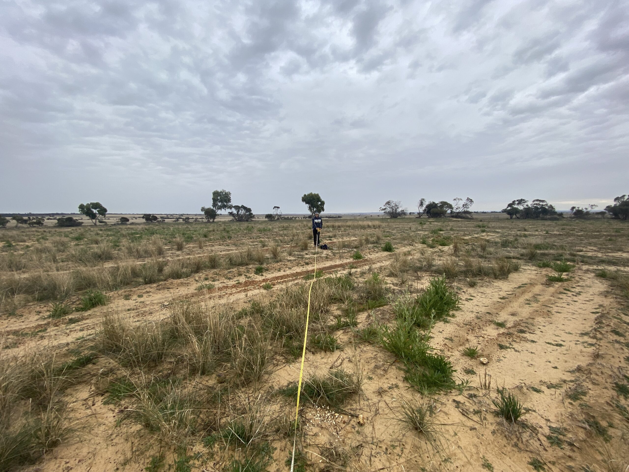Person standing in the distance of a paddock