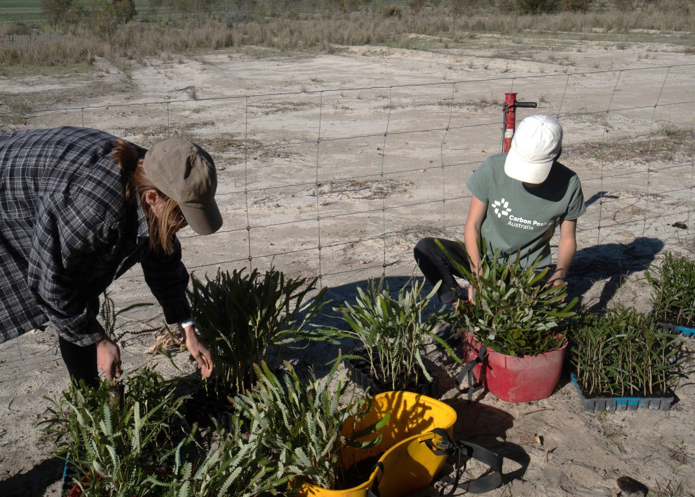 Two women crouching down filling buckets with native seedlings
