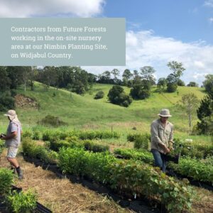 On-Site Nursery at Nimbin, NSW