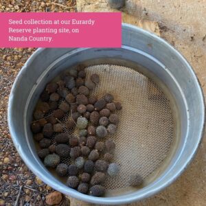 Seed Collection at Eurardy, WA (2)