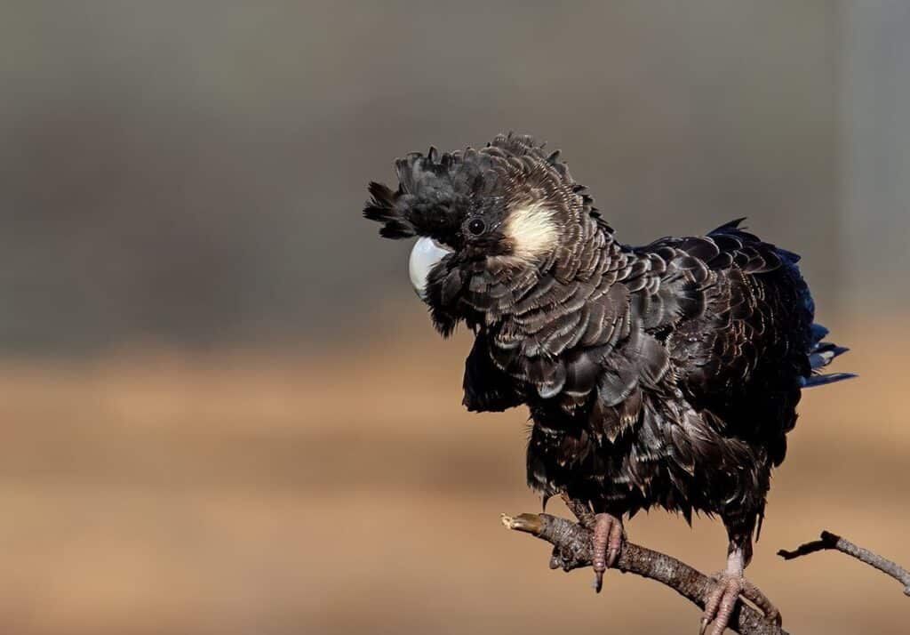 Photo of an endangered black cockatoo