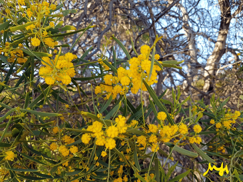 Summer-Scented Wattle