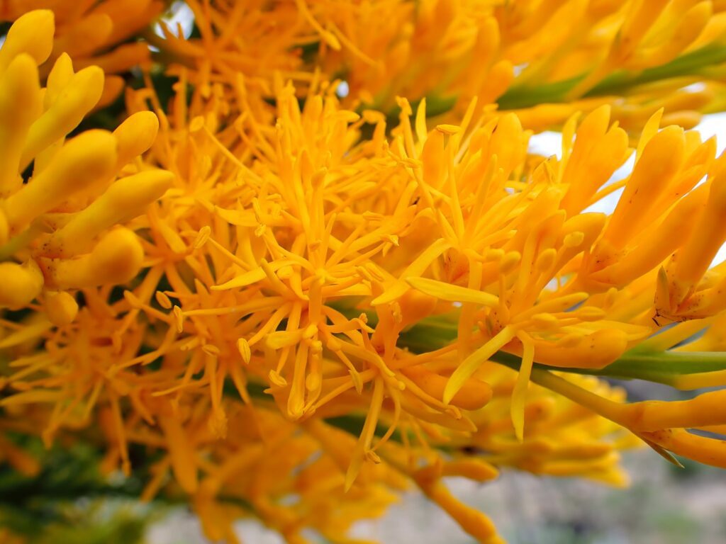 Western Australian Christmas Tree - Nuytsia floribunda