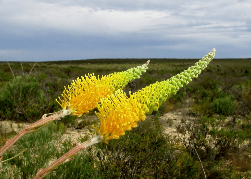 Yellow Flame Grevillea