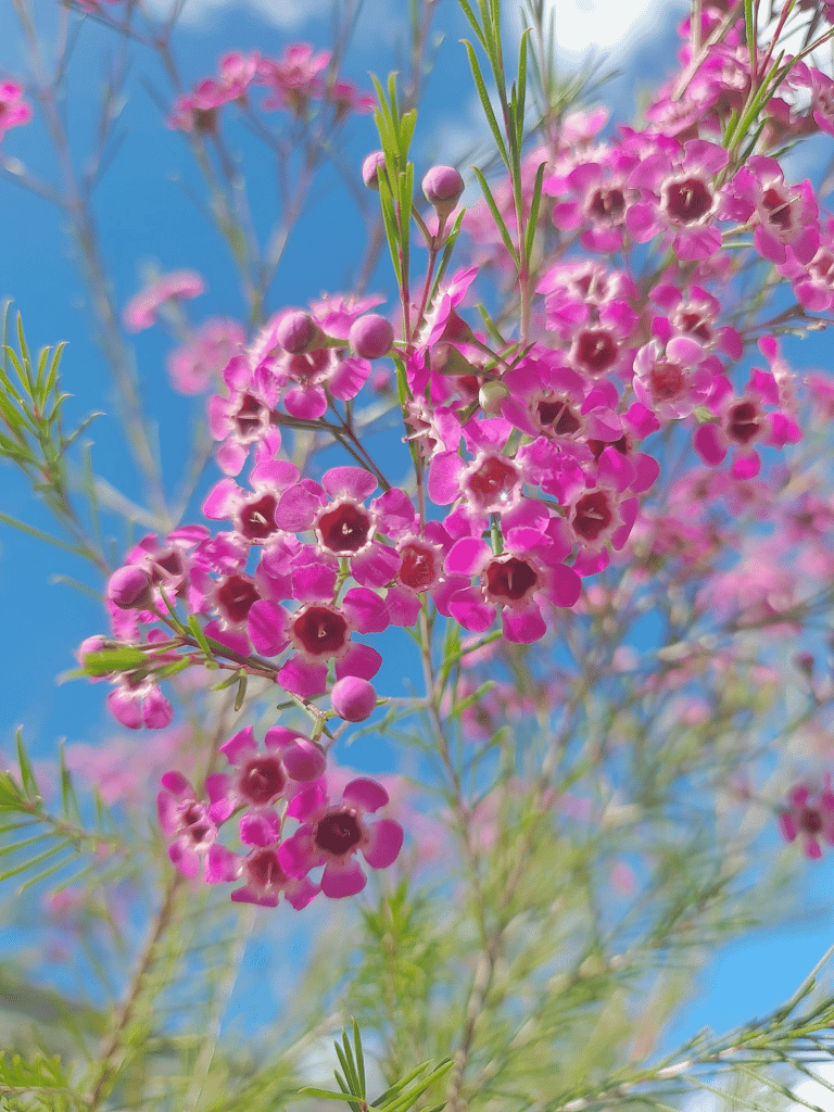 Geraldton Wax