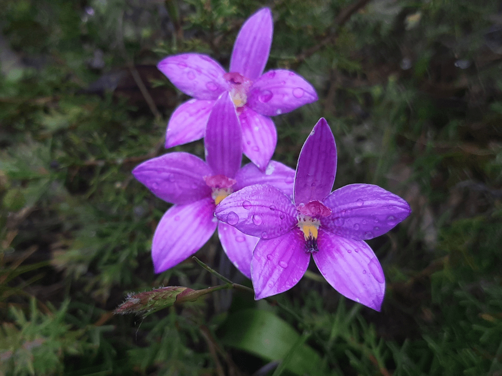 Pink Enamel Orchid