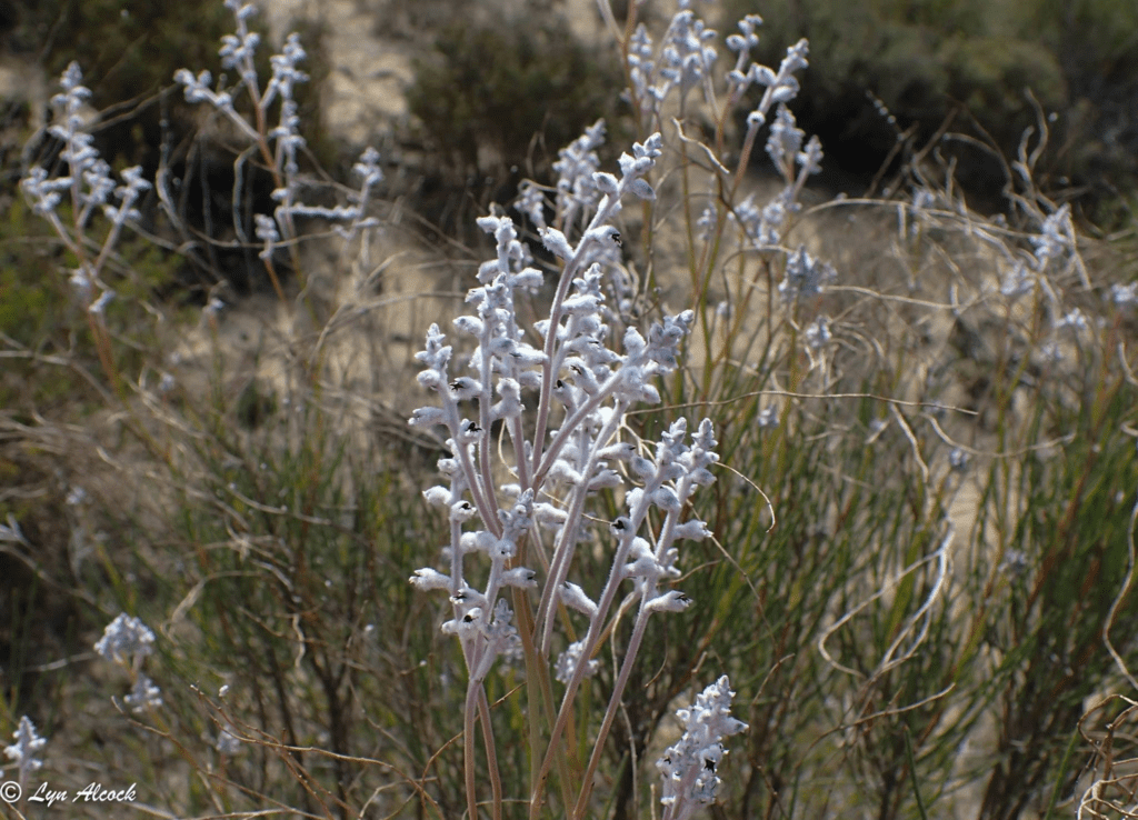 Smokebush in Narrogin, WA