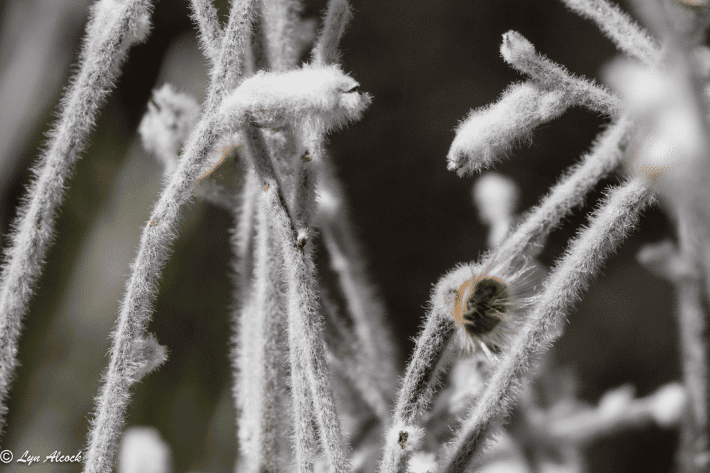 Smokebush in Narrogin, WA