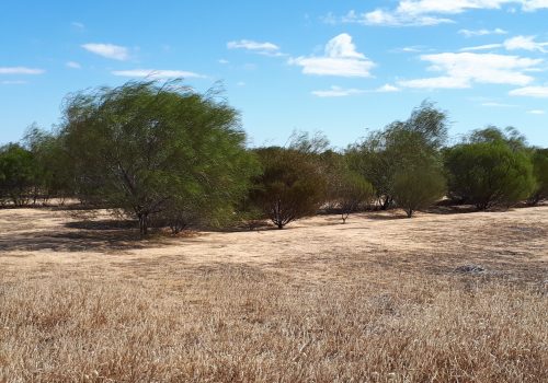 Bencubbin, WA Trees at the Bencubbin project site