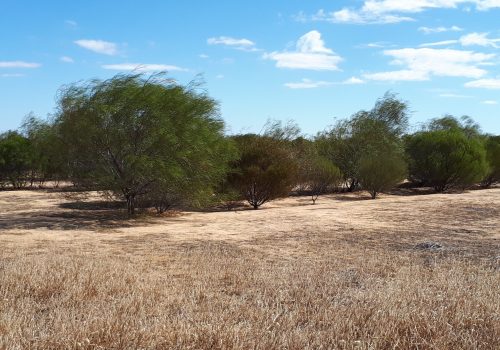 Bencubbin, WA Trees at the Bencubbin project site