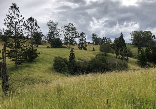 high density planting area mid block at Nimbin Pre-planting at Nimbin showing weeds