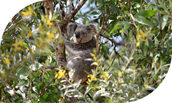 koala-in-tree koala in tree in NSW
